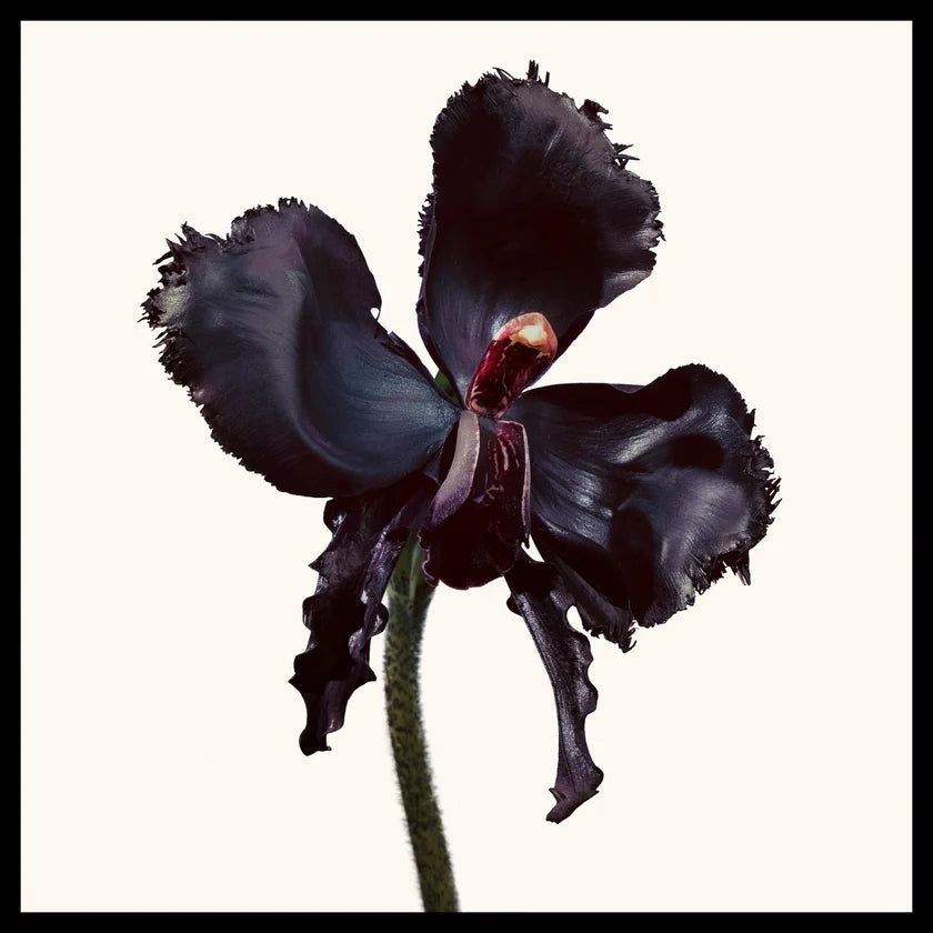 TOM FORD BLACK ORCHID RÉSERVE 100ML